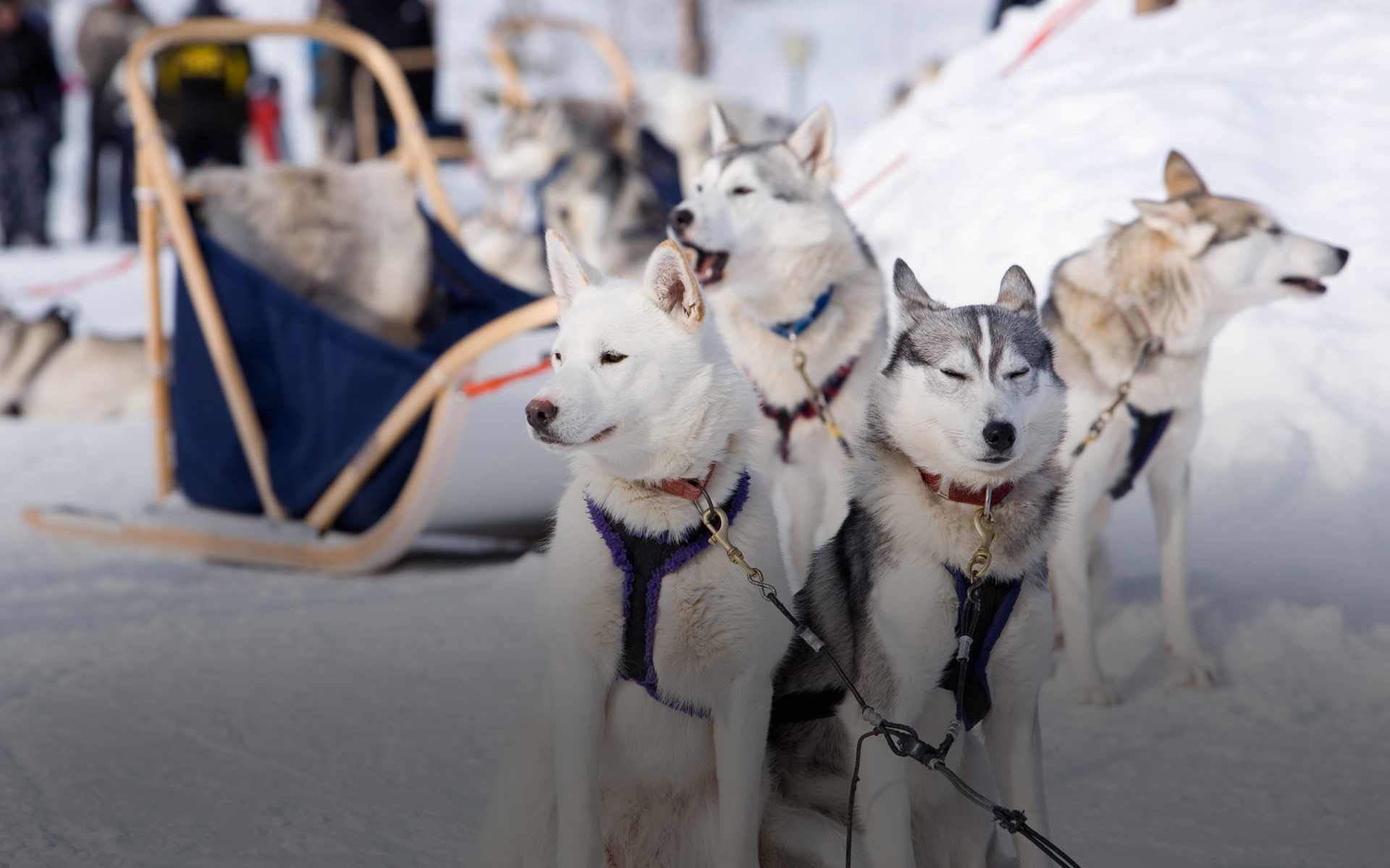 Team of huskies ready to go